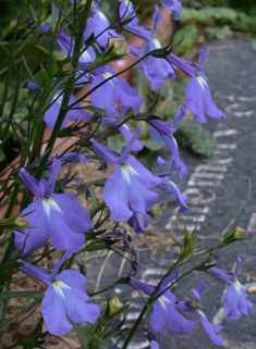 Fairy Lobelia