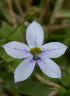 Blue Star Creeper