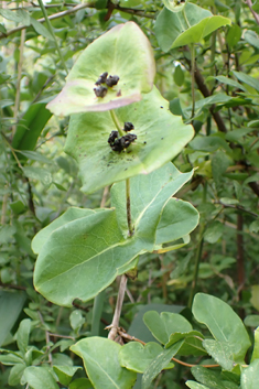 Perfoliate Honeysuckle