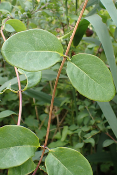 Perfoliate Honeysuckle