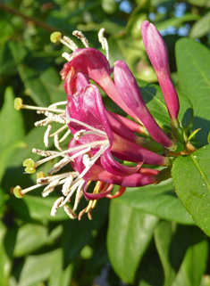 Henry's Honeysuckle