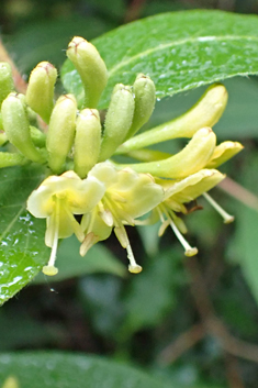 Henry's Honeysuckle