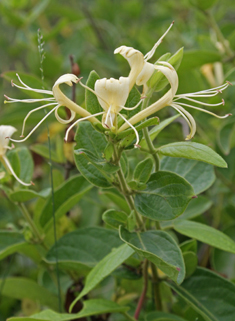 Japanese Honeysuckle