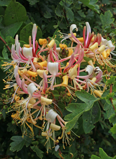 Common Honeysuckle