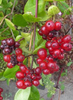 Common Honeysuckle