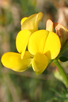 Common Bird's-foot-trefoil