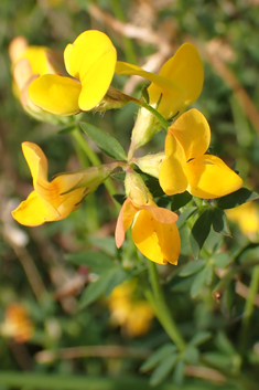 Common Bird's-foot-trefoil