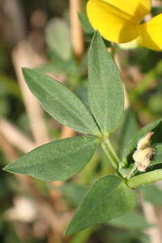 Common Bird's-foot-trefoil