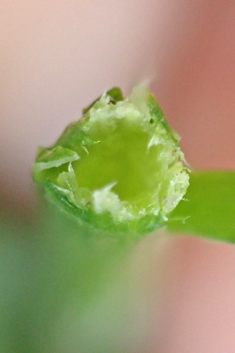 Greater Bird's-foot-trefoil
