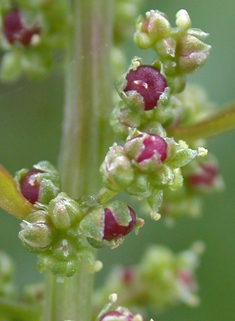 Many-seeded Goosefoot