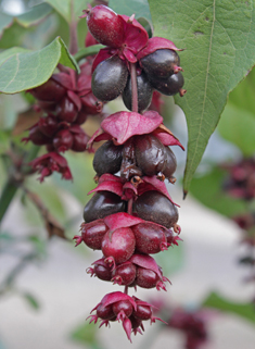 Himalayan Honeysuckle