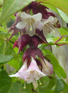 Himalayan Honeysuckle