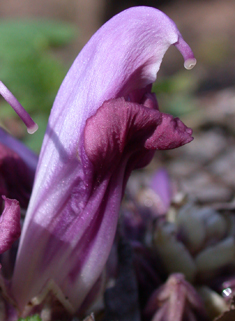 Purple Toothwort