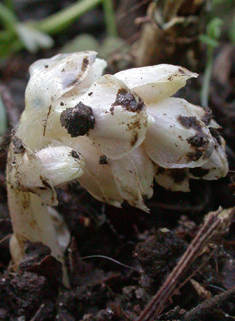 Common Toothwort