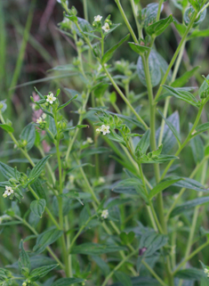 Common Gromwell