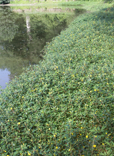 Large-flowered Water-primrose