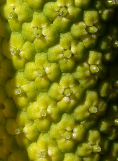 Yellow Skunk-cabbage