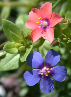 Scarlet Pimpernel