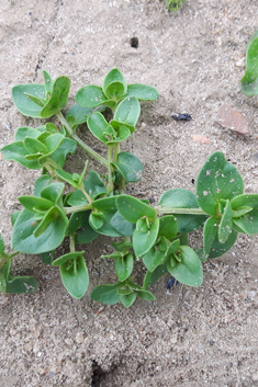Scarlet Pimpernel