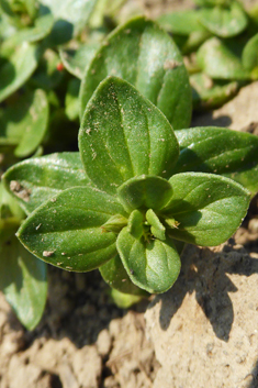 Scarlet Pimpernel