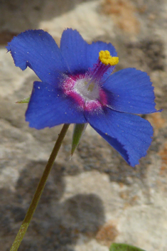 Löfling's Pimpernel