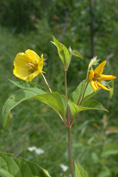 Fringed Loosestrife