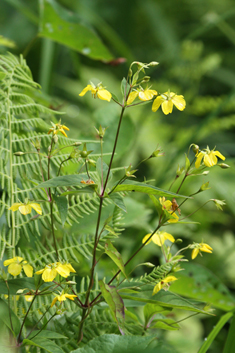 Fringed Loosestrife