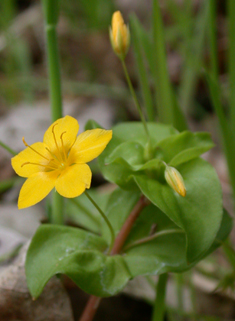 Yellow Pimpernel