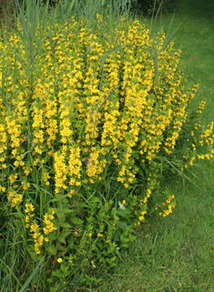 Dotted Loosestrife