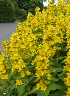 Dotted Loosestrife