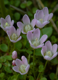 Bog Pimpernel