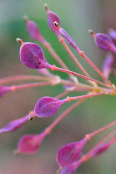 Hybrid Plume-poppy