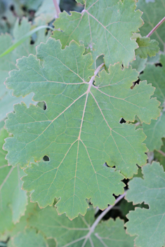 Hybrid Plume-poppy