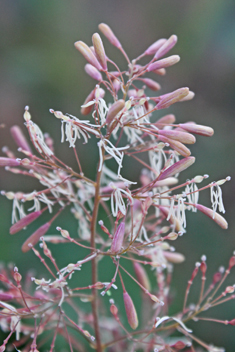 Hybrid Plume-poppy