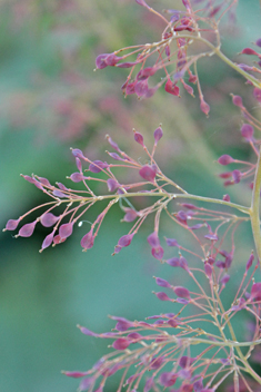 Hybrid Plume-poppy