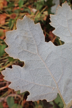 Hybrid Plume-poppy