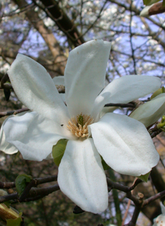 Kobushi Magnolia