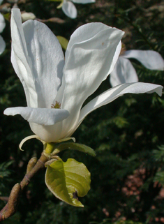 Kobushi Magnolia