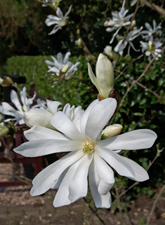 Star Magnolia