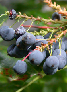 Common Oregon-grape