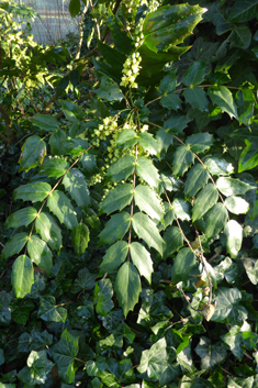 Japanese Mahonia