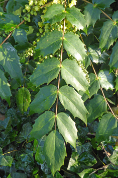 Japanese Mahonia