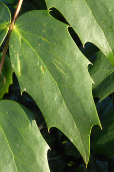 Japanese Mahonia