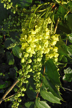 Japanese Mahonia