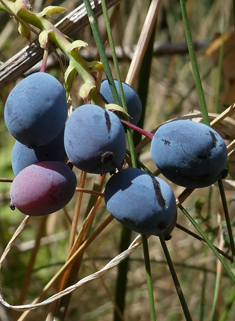 Decumbent Oregon-grape