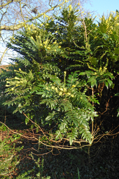 Hybrid Mahonia