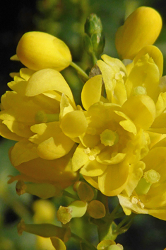 Hybrid Mahonia