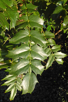 Hybrid Mahonia