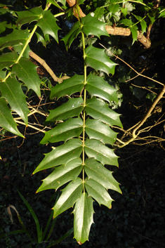 Hybrid Mahonia