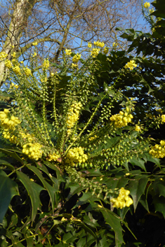 Hybrid Mahonia